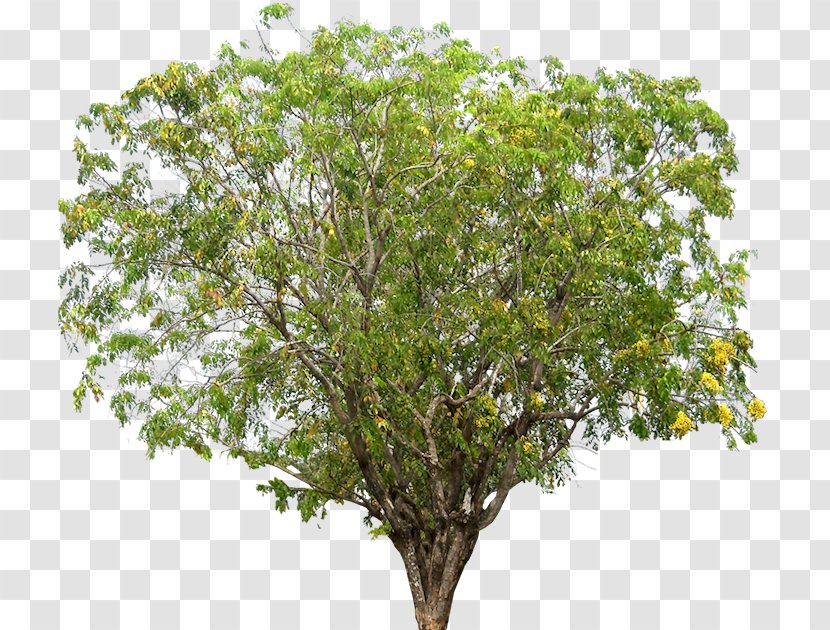 Narra Tree Dalbergieae Rosewood - Pterocarpus - Plumeria Transparent PNG