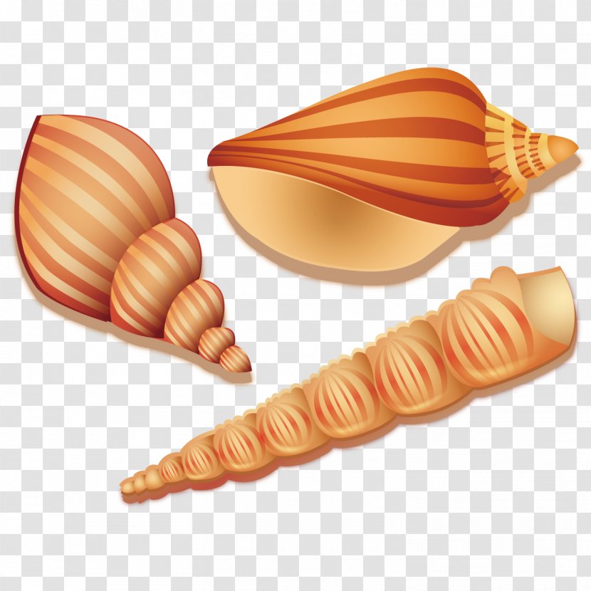 Seashell Sea Snail - Resort - Vector Seaweed Conch Transparent PNG