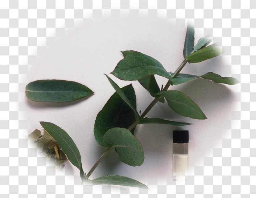 Medicinal Plants Essential Oil Eucalyptus Cinerea Transparent PNG