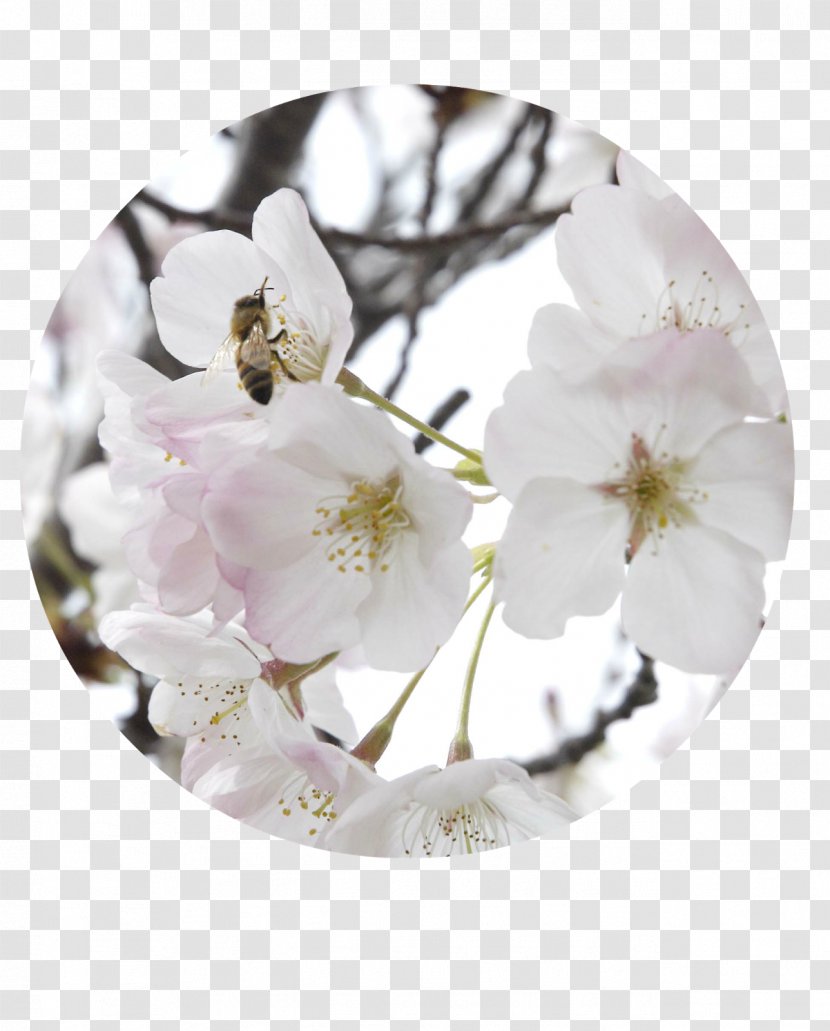 North Carolina Obituary Neil H. Cohen DDS Condolences Family - Petal - Blossom Beautiful Transparent PNG