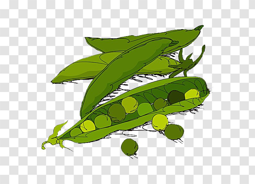Sweet Pea Vegetable Illustration - Leaf - Hand-painted Transparent PNG