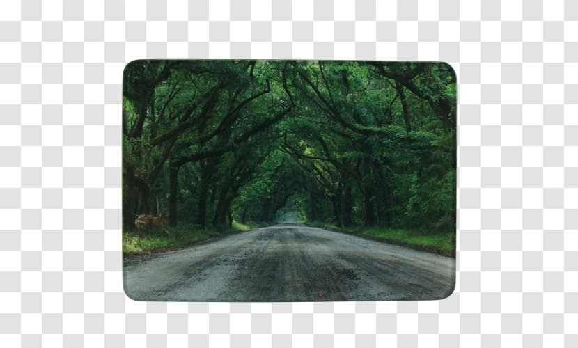 CloseUp Images Cutting Boards Glass - Plantation - Branch Transparent PNG