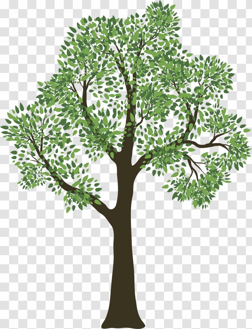 Family Tree Genealogy Child - Ancestor - Spring Transparent PNG