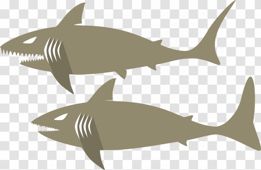 Requiem Shark - Fauna - Gray Transparent PNG