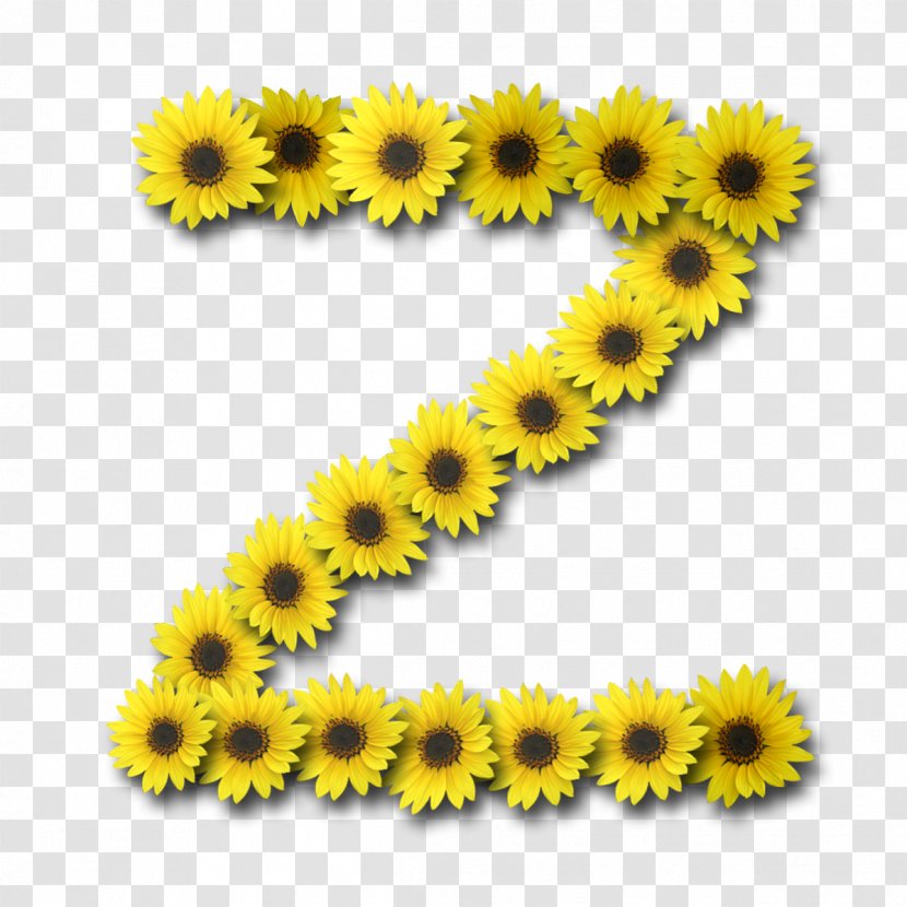 Common Sunflower Letter Information Alphabet - Chrysanths Transparent PNG