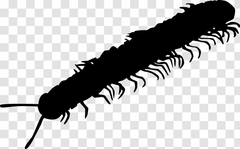 Millipedes Pest Caterpillar Cockroach Centipedes - Invertebrate Transparent PNG