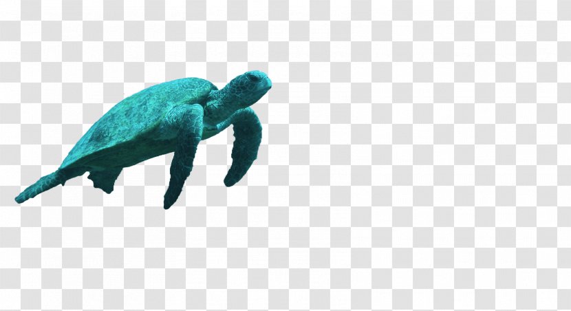 Sea Turtle Reptile Turquoise Teal - Author Transparent PNG