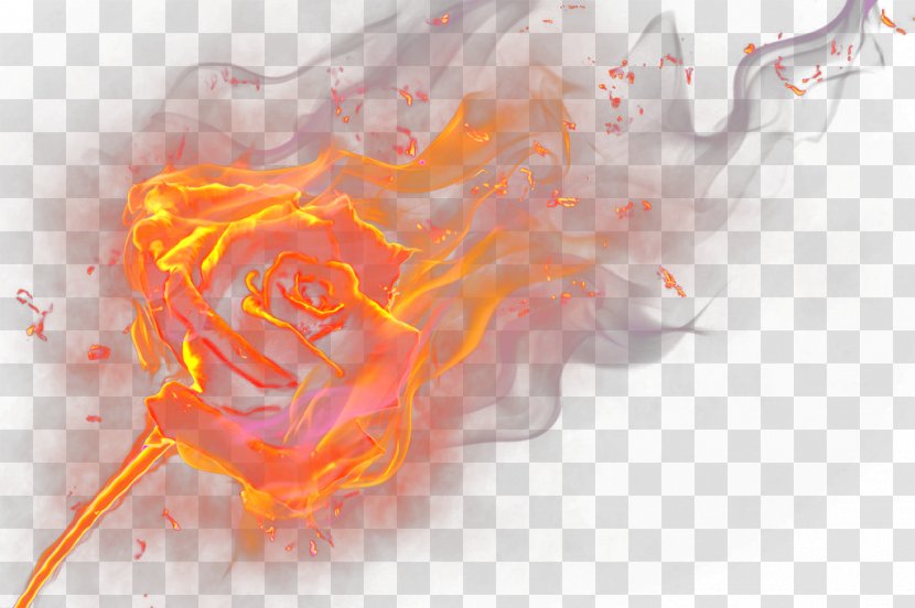 Flame Rose - Flower - Frame Transparent PNG