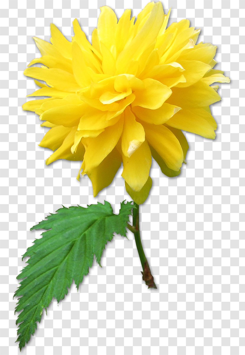 Dahlia Flower - Plant Transparent PNG