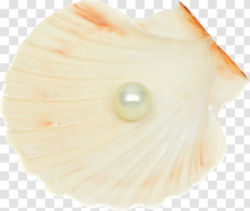 Seashell Pearl Conchology Transparent PNG