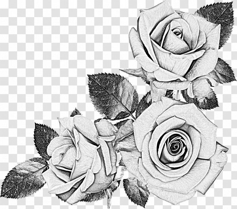 Drawing Black Rose Sketch - And White Transparent PNG