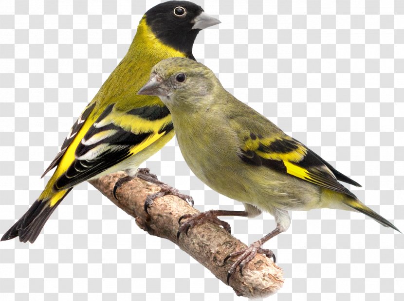 House Sparrow Bird Domestic Canary Tarin Eurasian Siskin - Fauna Transparent PNG