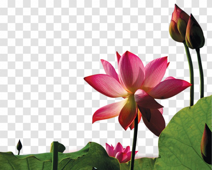 Lotus Effect Nelumbo Nucifera Euclidean Vector - Plant Stem Transparent PNG
