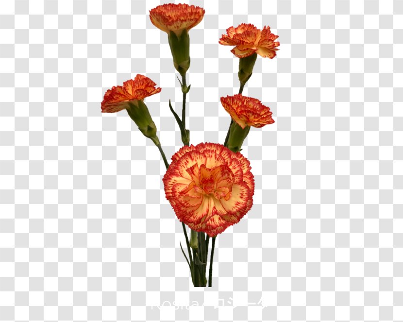Cut Flowers Colibri S.A. Carnation Petal - Rose - Trendy Flower Transparent PNG