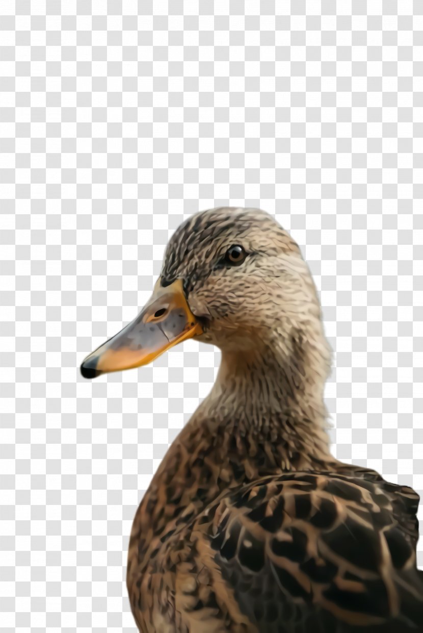 Bird Duck Beak Mallard Ducks, Geese And Swans - Water - Goose American Black Transparent PNG