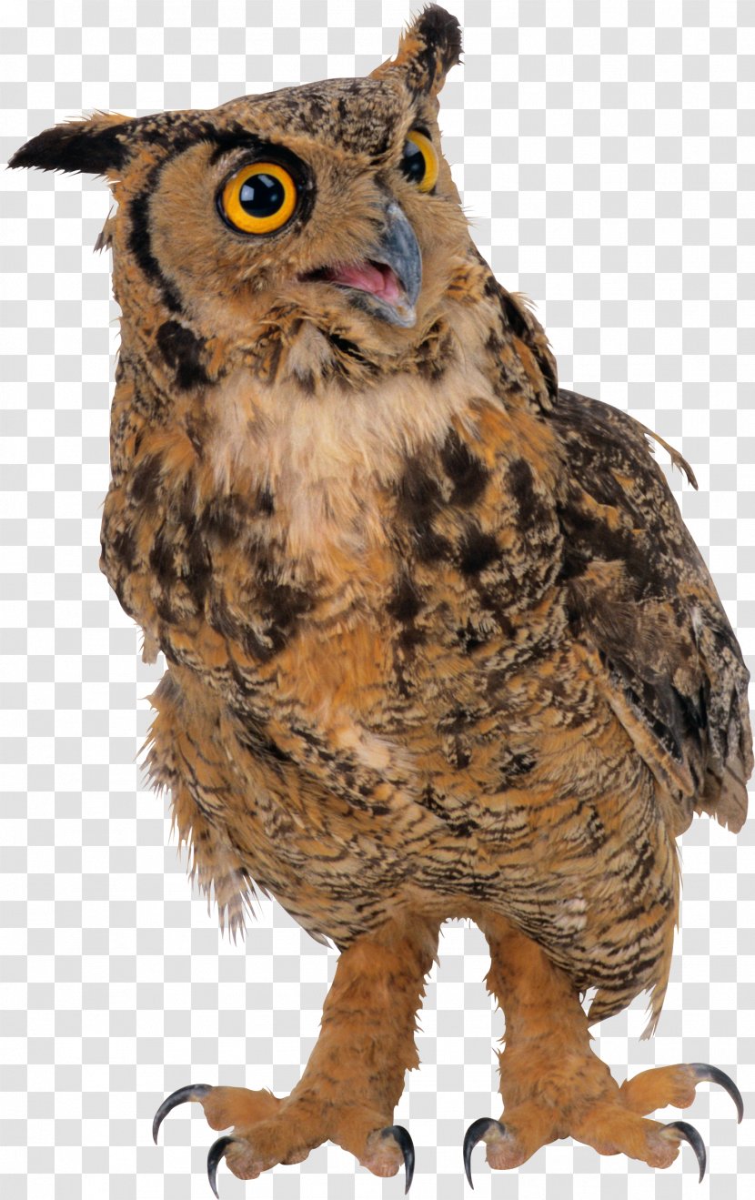 Owl Clip Art - Wildlife Transparent PNG