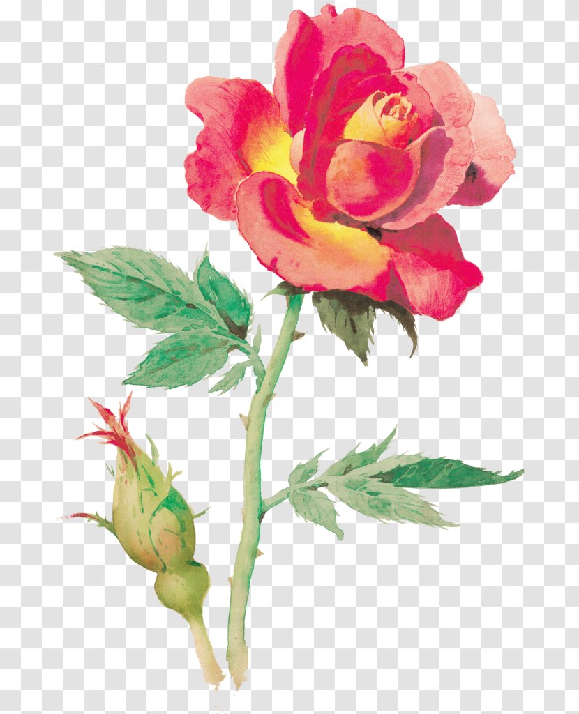 Garden Roses Cabbage Rose Plant Peony Cut Flowers - Mei Hua Transparent PNG