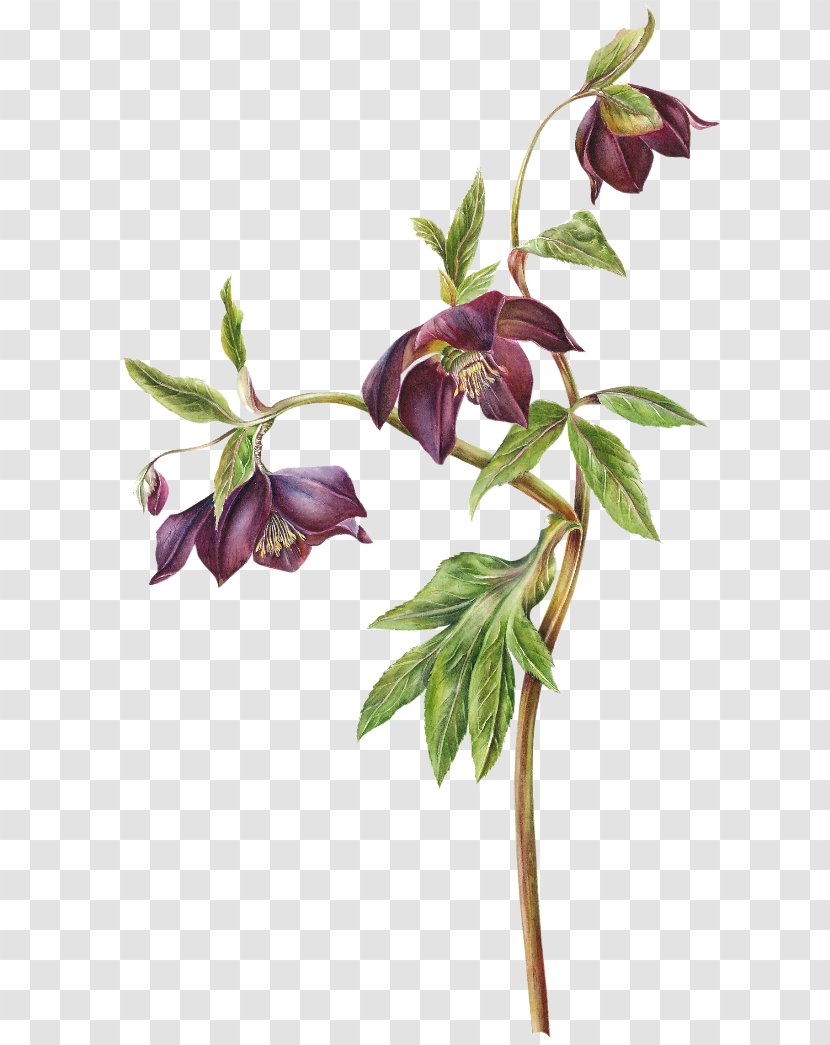 Watercolor Painting Hellebore Drawing Botanical Illustration - Flowering Plant - Lavender Transparent PNG