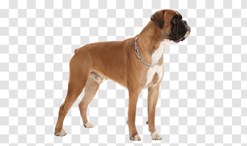 Dog Breed Boxer Caucasian Shepherd Valley Bulldog Companion - Molosser - Race Transparent PNG