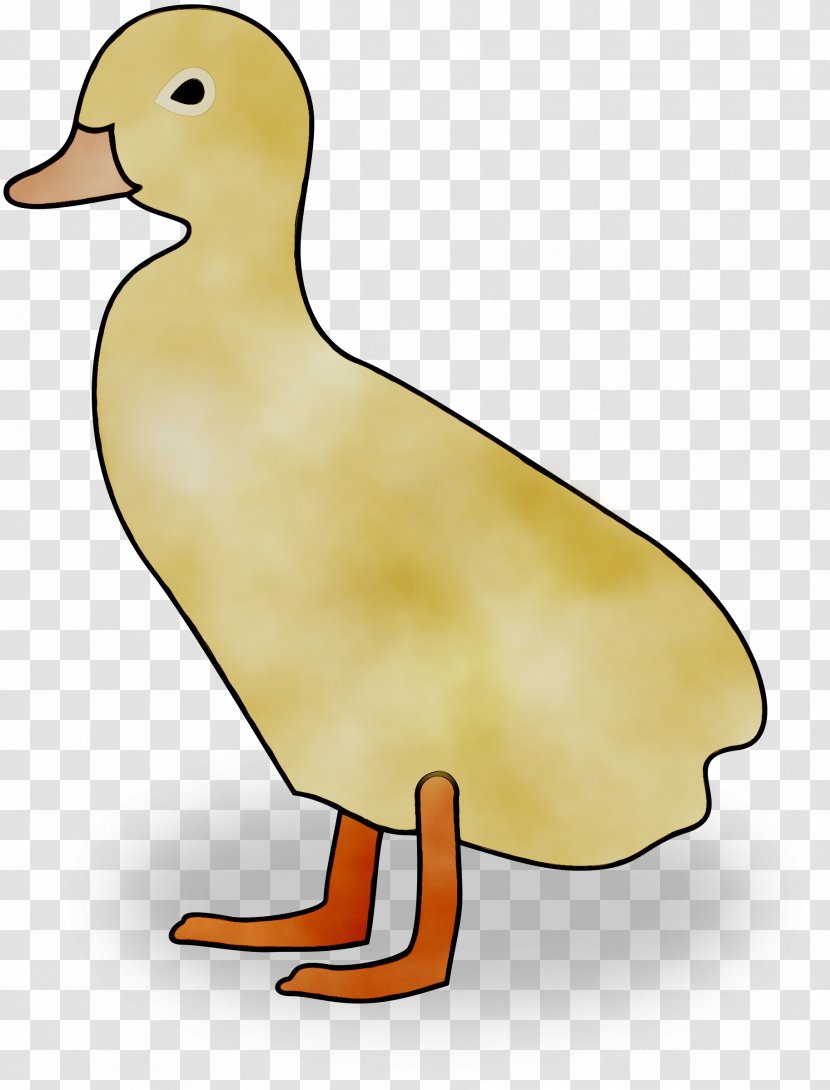 Mallard Duck Goose Chicken Fowl - Yellow - Poultry Transparent PNG