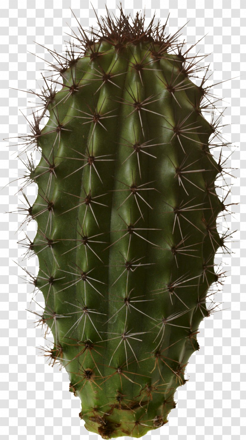 Cactaceae - Saguaro - Cactus Image Transparent PNG