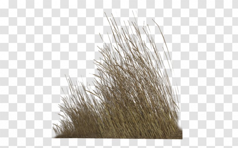 Grasses Plant Desktop Wallpaper Lawn - Landscape - Wild Flowers Transparent PNG