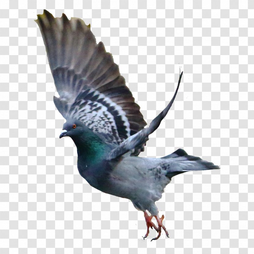 Rock Dove Bird Columbidae - Fauna - Pigeon Transparent PNG