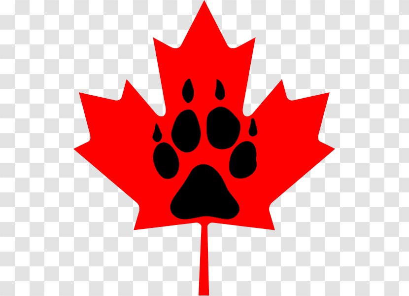 Flag Of Canada Maple Leaf Clip Art - Artwork - Raccoon Transparent PNG