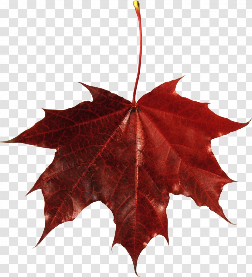 Red Maple Autumn Leaf Color - Plant Transparent PNG