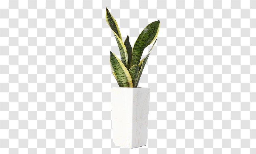 Plant Download Computer File - Leaf - Tiger Piran Transparent PNG