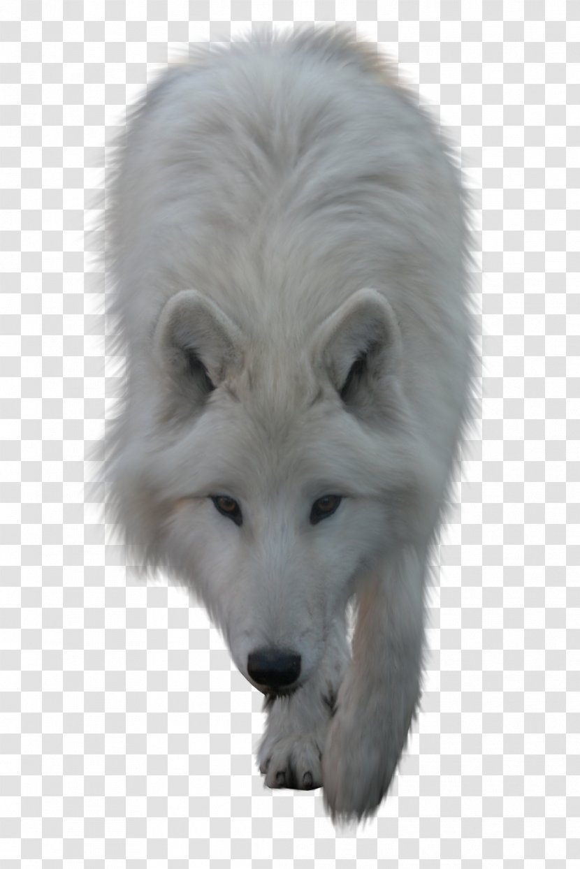 Arctic Wolf Clip Art - Wildlife - Fox Transparent PNG