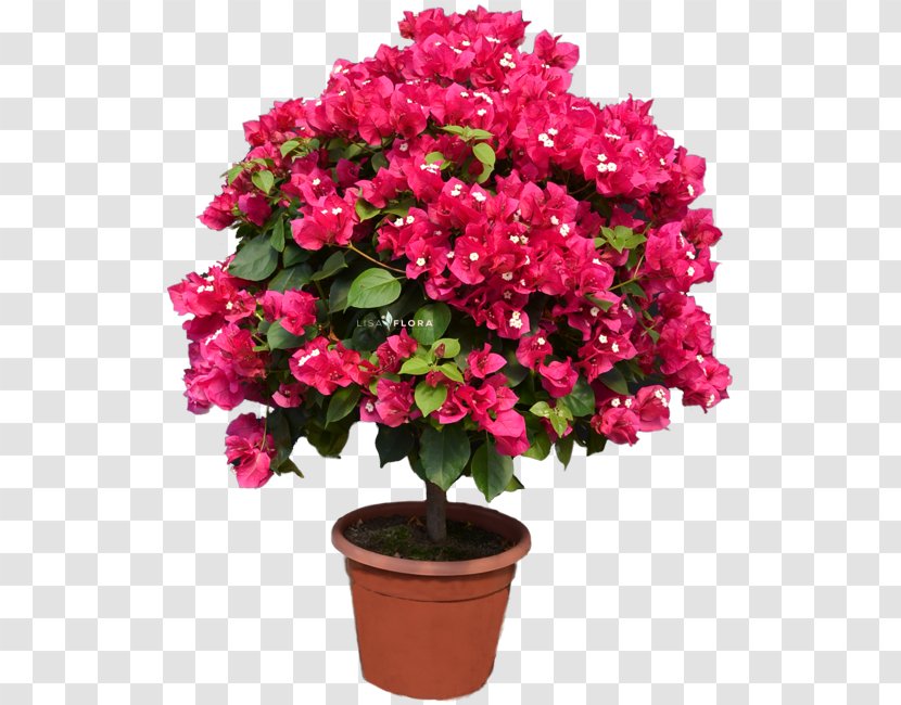 Flowerpot Cut Flowers Industry WordPress - Flower - Balcony Porch Planter Transparent PNG