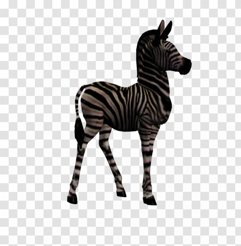 Quagga Foal Zebra Transparent PNG