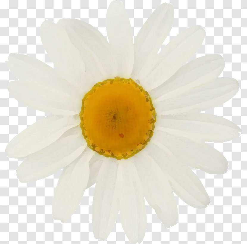 Common Daisy Stock Photography Oxeye Royalty-free Depositphotos - Cosmos Flower Transparent PNG
