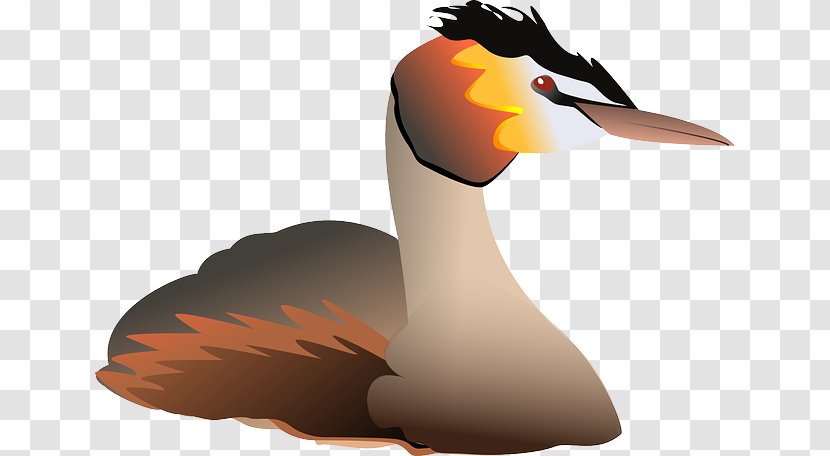 Duck Water Bird Great Crested Grebe Clip Art Transparent PNG