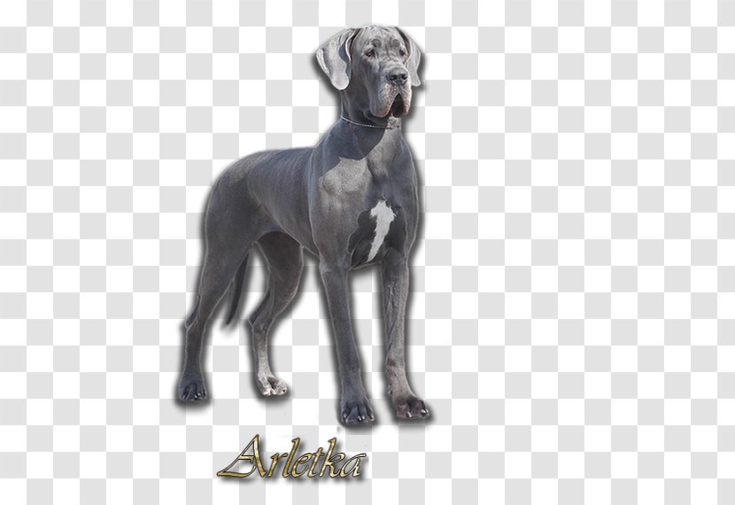 Great Dane Greyhound Dog Breed Dogo Argentino Sloughi - Carnivoran - GREAT DANE Transparent PNG