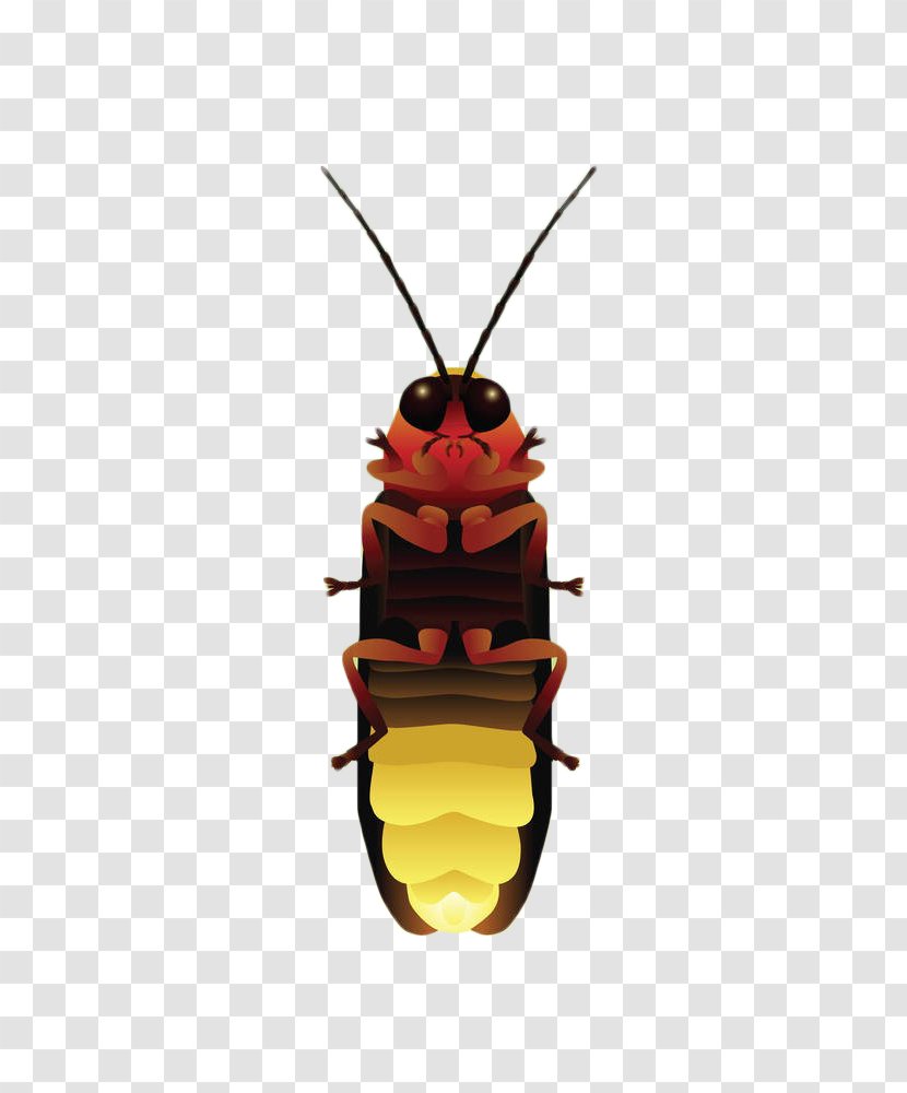 Stock Illustration Royalty-free - Insect - Yellow Firefly Transparent PNG