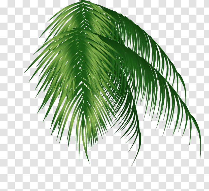 Arecaceae Coconut Clip Art - Plant - Green Trees Transparent PNG