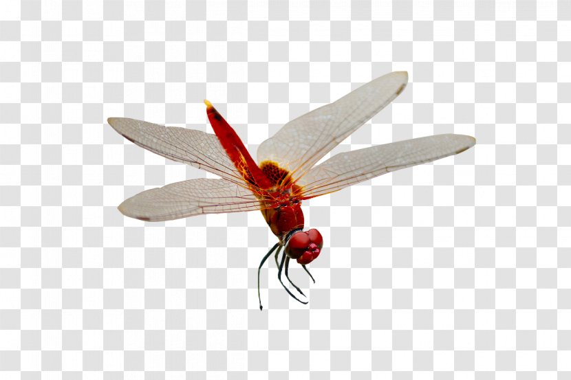 Dragonfly Adobe Illustrator Download - Insect Wing - Red Transparent PNG
