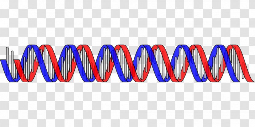 Nucleic Acid Double Helix DNA Genetics Clip Art - Text - Biology Transparent PNG