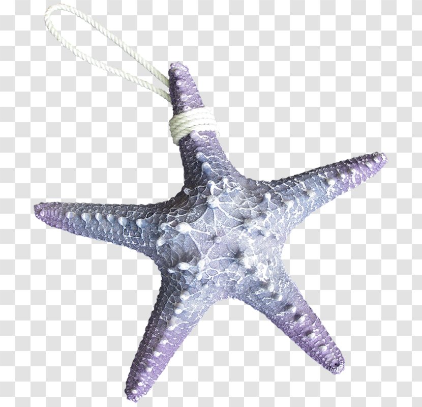 Starfish Animal Shark Octopus Sea - Violet Transparent PNG