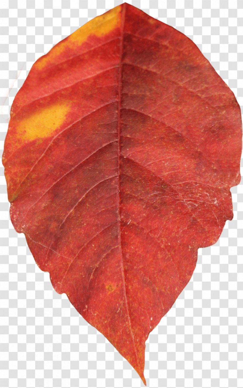 Autumn Leaf Color - Yellow - Red Transparent PNG