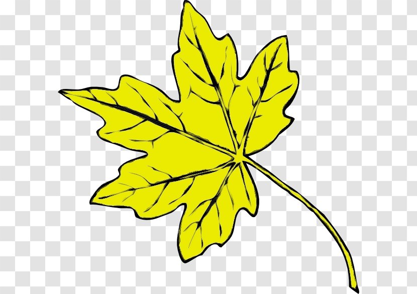 Autumn Leaf Drawing - Silver Maple Plant Stem Transparent PNG