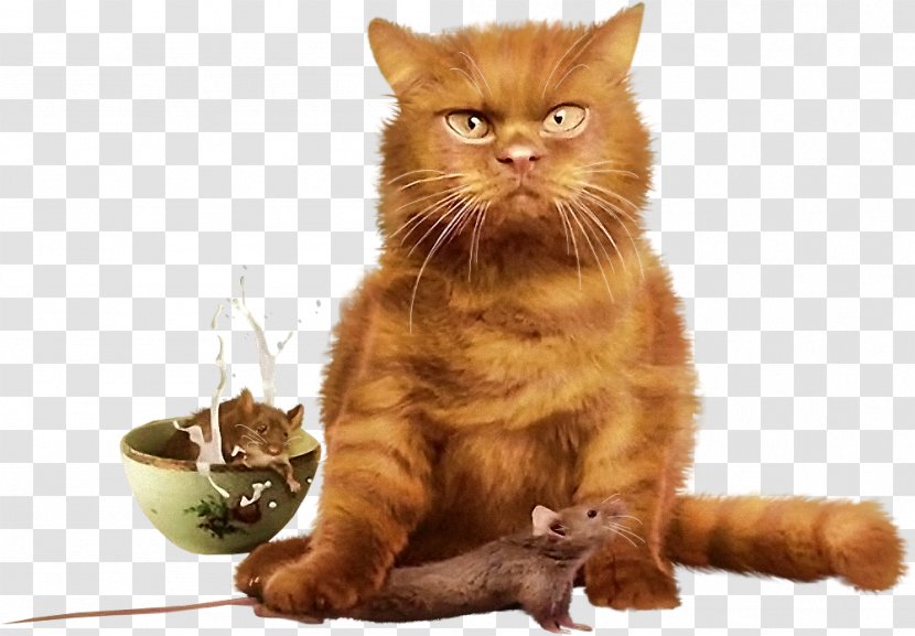 Cat Kitten Garabato Y Tinta Animal - Track - Tube Transparent PNG