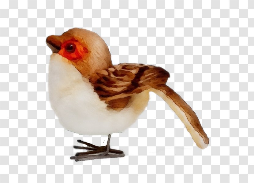 Bird Beak Chicken Rooster Transparent PNG