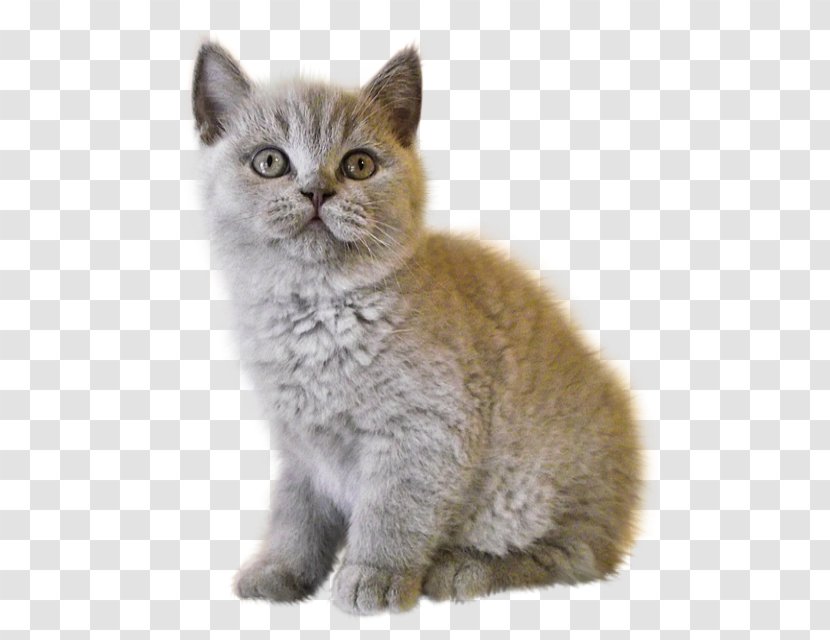 Kitten British Shorthair Clip Art - Calico Cat Transparent PNG