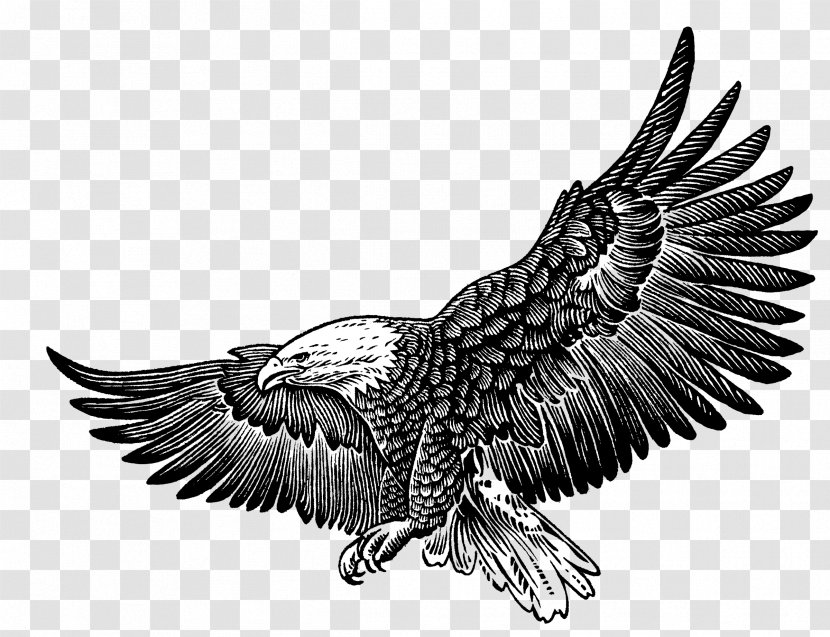 Philadelphia Eagles Bald Eagle T-shirt Fly, Fly Gift - Beak - Golden Transparent PNG