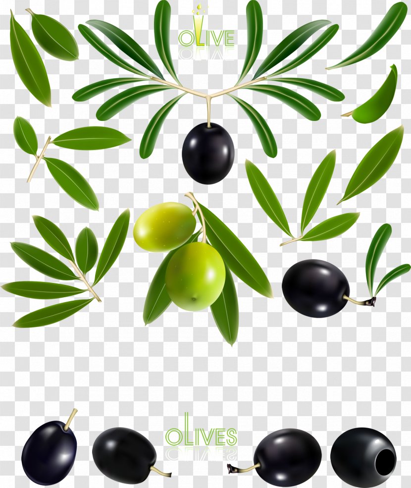 Olive Oil Branch - Plant - Fine And Design Transparent PNG