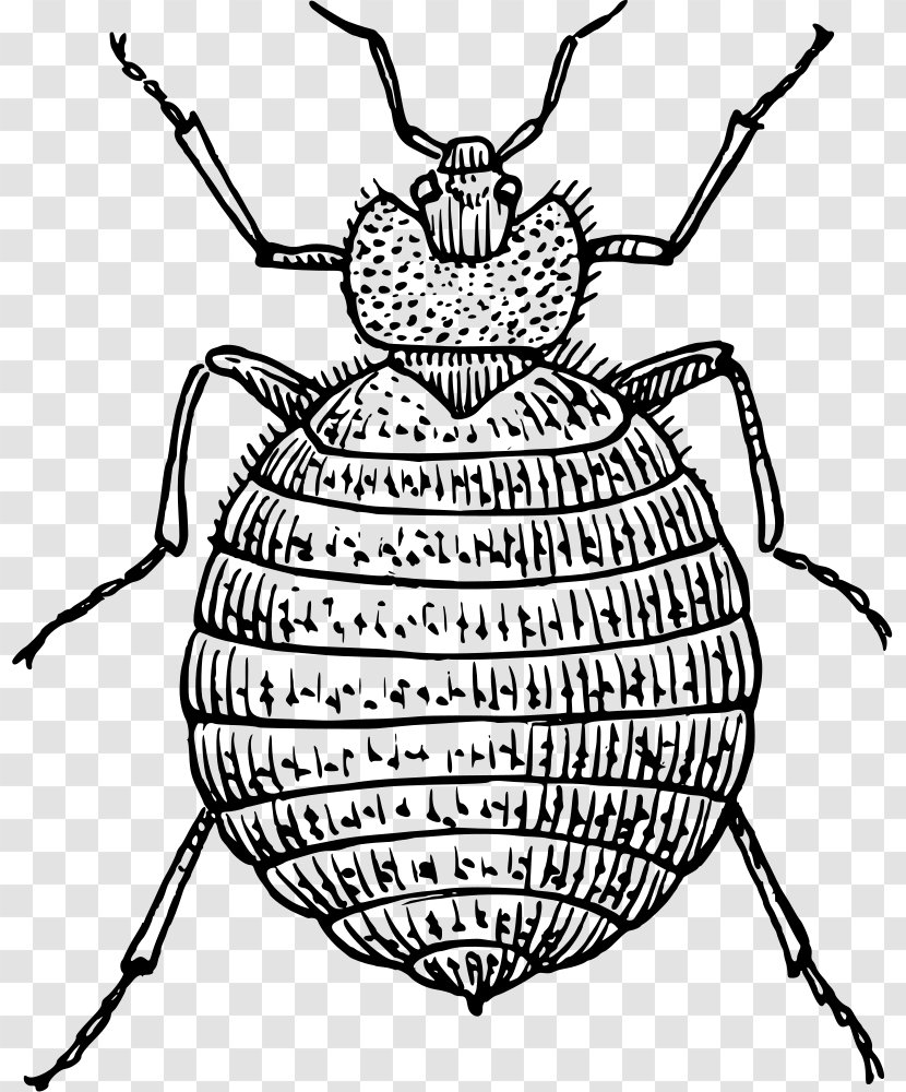 Bed Bug Bite Insect Pest Control - Cartoon Transparent PNG