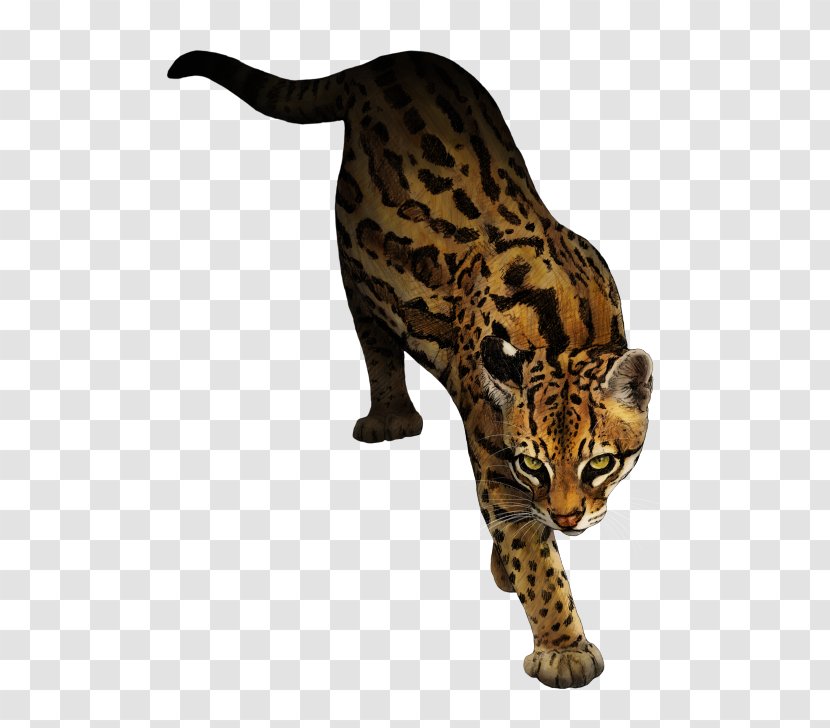 Ocelot Marbled Cat Animal Rottweiler - Pet - Mew Transparent PNG